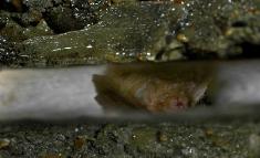 KS6783Kingfisherbridgetunnellebatsmall